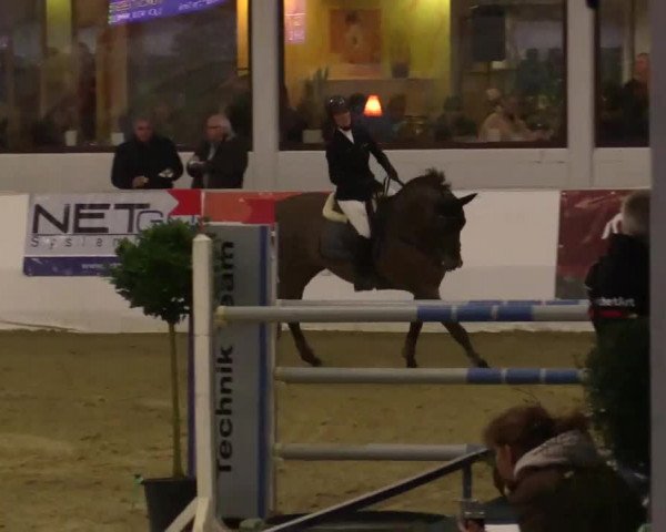Hallenspringturnier in Borken 2014