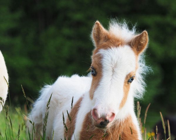 Zuchtstute El Saraja Butterfly Kisses (Shetland Pony (unter 87 cm), 2020, von Halstock Tobias)