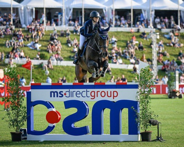jumper PB Löwenherz (Hanoverian, 2012, from Levisto Z)