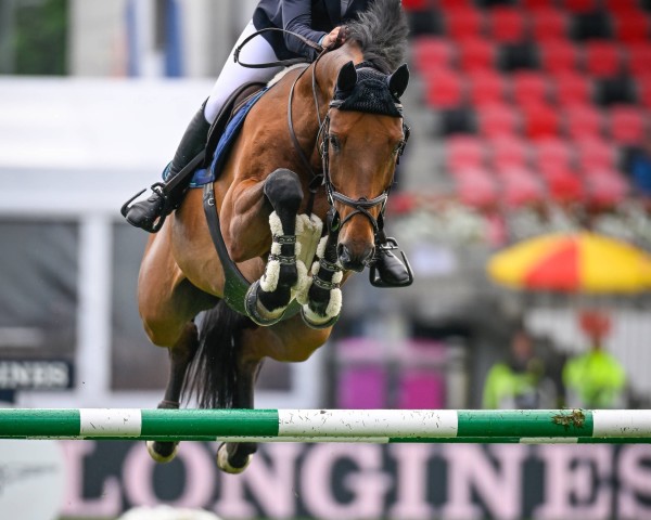 Springpferd Pb Portofino (Hannoveraner, 2010, von Lord Pezi)