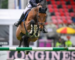 Springpferd Pb Portofino (Hannoveraner, 2010, von Lord Pezi)