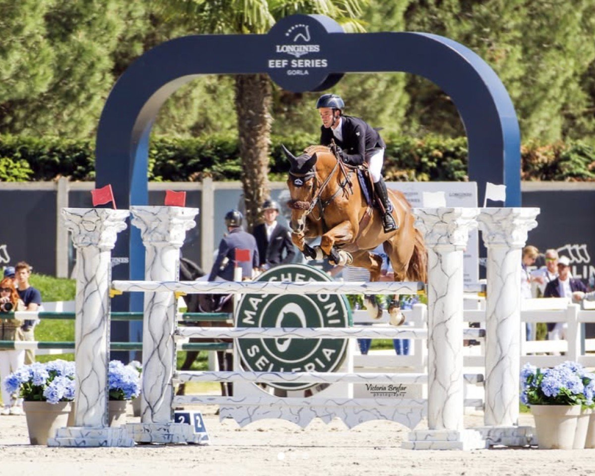 Springpferd Fontaineblau Manciais (Selle Français, 2015, von Ogrion des Champs)