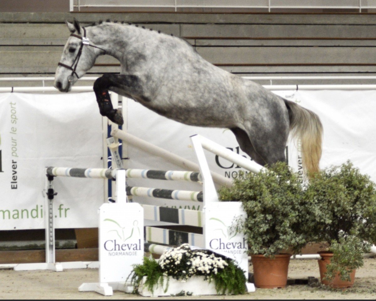 horse Itop Manciais (Selle Français, 2018, from By Cera d'Ick)