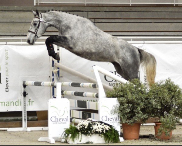 horse Itop Manciais (Selle Français, 2018, from By Cera d'Ick)