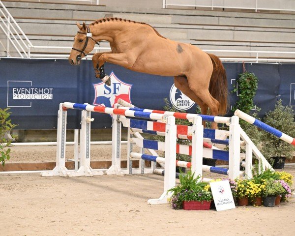 stallion Louison Manciais (Selle Français, 2021, from Armitages Boy)