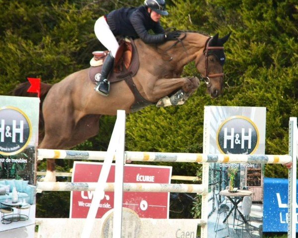 horse Igrion Manciais (Selle Français, 2018, from Ogrion des Champs)
