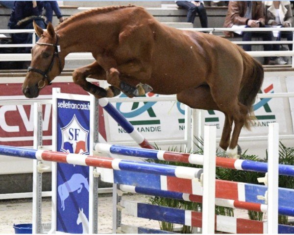 jumper Fidam Manciais (Selle Français, 2015, from Quidam de Revel)