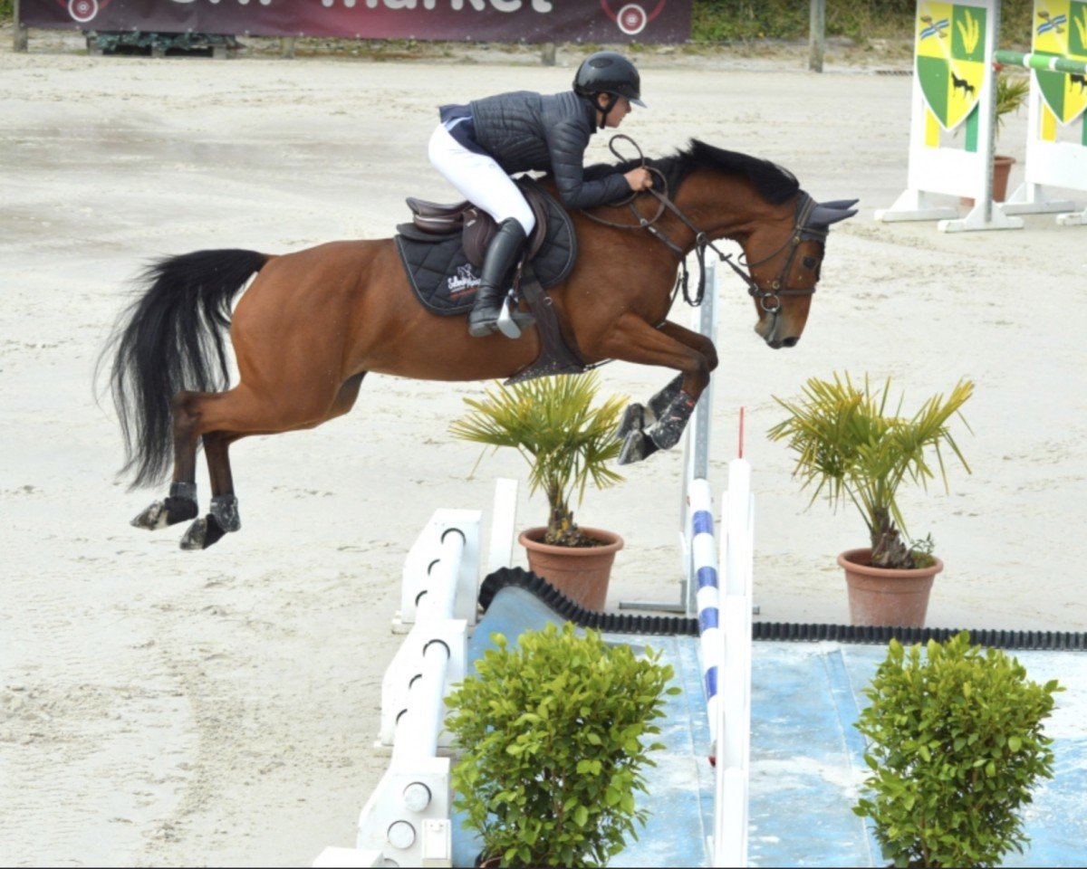 Springpferd Georgia Manciaise (Selle Français, 2016, von Lauterbach)