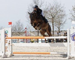 Springpferd Giulia Manciaise (Selle Français, 2016, von Kapitol d'Argonne)