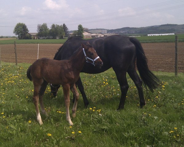 Dressurpferd Fabijano 3 (Oldenburger, 2013, von Furejev)