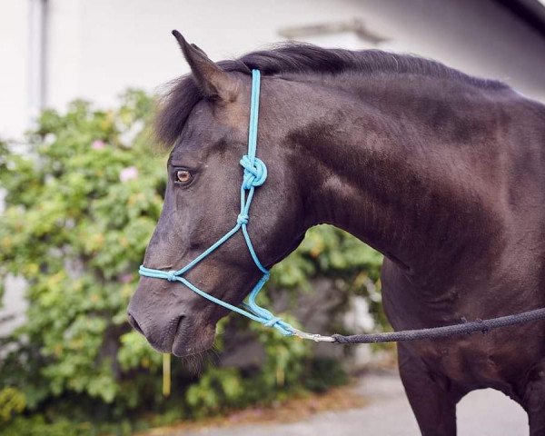 dressage horse Blacky 29 (unknown, 2002)