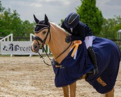 jumper Dating Charly (German Riding Pony, 2017, from Dating AT NRW)