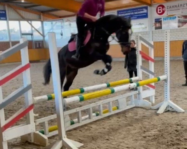 horse Vedett van de Bien (Belgian Warmblood, 2021, from Faldiano)