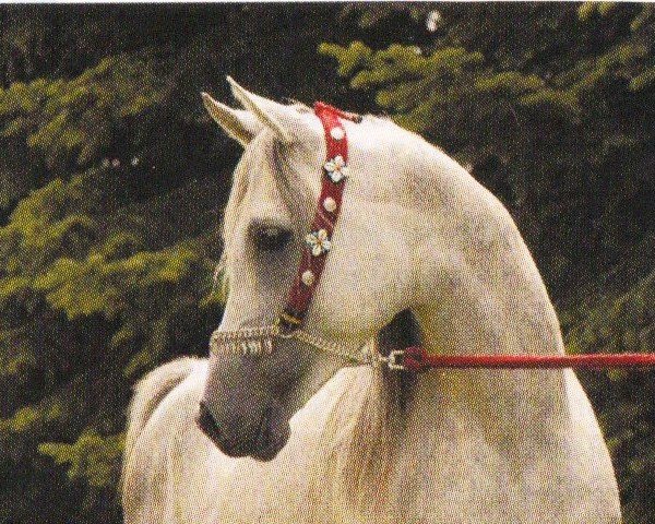 Pferd Karim Al Kidir ox (Vollblutaraber, 1998, von Al Kidir 1983 ox)