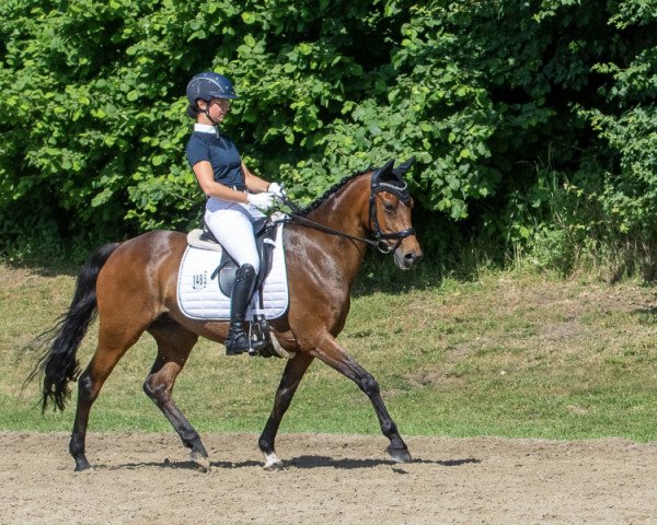 horse Wester Aikema‘s Clara (Nederlands Welsh Ridepony, 2006, from Zico 15)