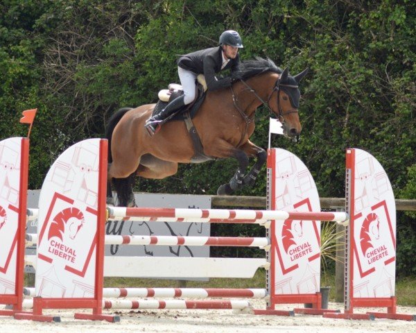 broodmare Hypothese Manciaise (Selle Français, 2017, from Vigo Cécé)