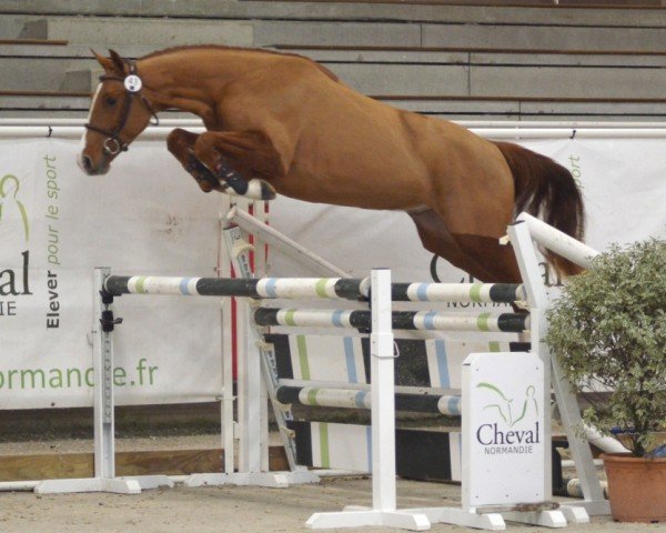 horse Ifrane Manciais (Selle Français, 2018, from By Cera d'Ick)
