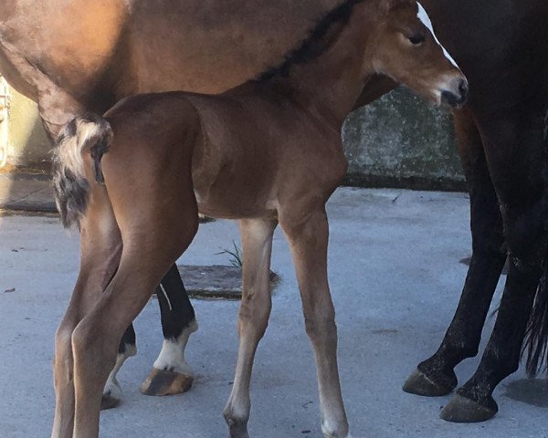 broodmare Wendy Lou LAL (Swiss Warmblood, 2021, from Wiveau M)