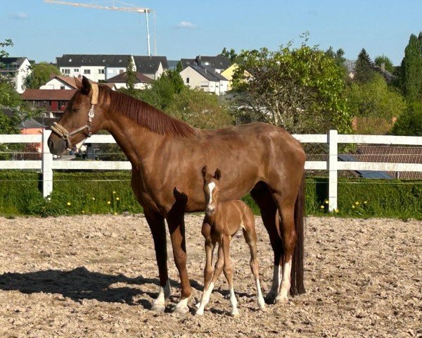 Fohlen von True Life G (Hannoveraner, 2025, von True Hope PS)