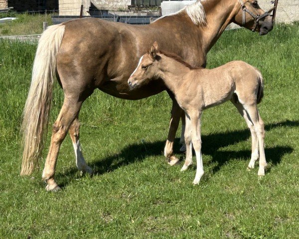 foal by Greenwood Danseur (German Riding Pony, 2025, from Dimension AT NRW)