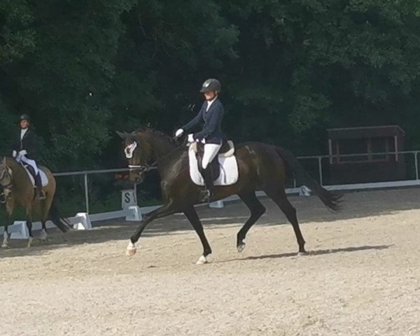 dressage horse Franka (Hanoverian, 2017, from Quantensprung 3)