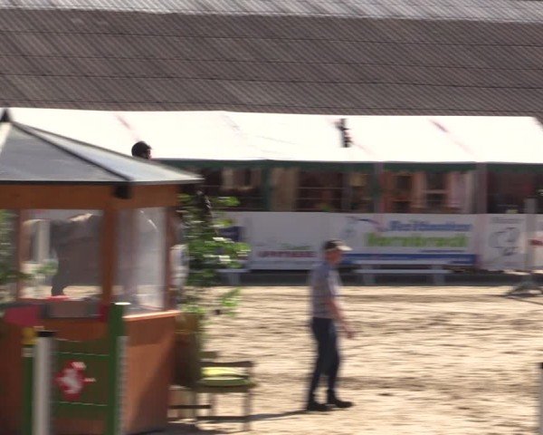 Reitturnier Havixbeck 2025