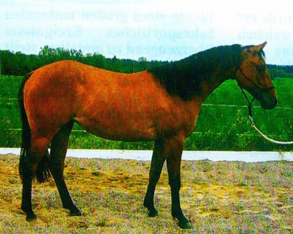 Pferd Jacky (Quarter Horse, 2003, von Jacs on Top)