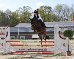 Springpferd Kim Possible 4 (Holsteiner, 2017, von Million Dollar)