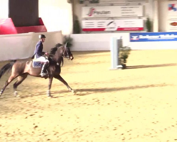 Hallenspringturnier in Borken 2014