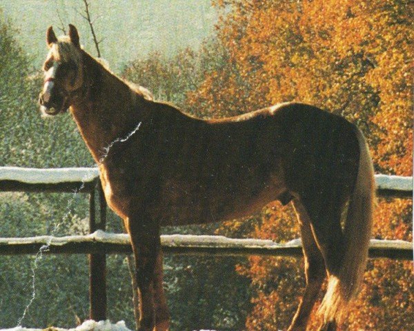 Kůň Sexy Hobbit (Quarter Horse, 1991, od Hobbit's Zip)