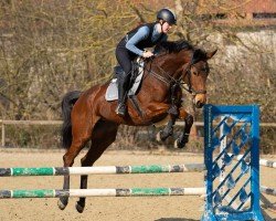 Springpferd Ballistik 3 (Trakehner, 2016, von Davidas)