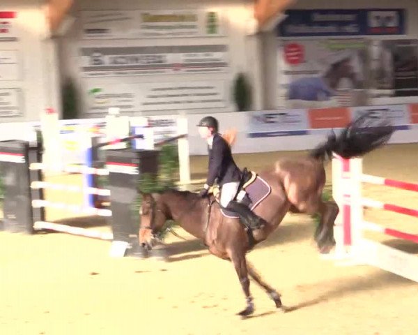 Hallenspringturnier in Borken 2014