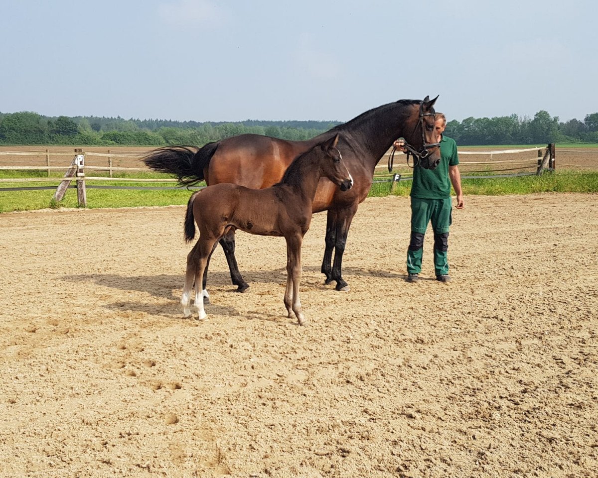 stallion Don Vivaldi (Diego) (Oldenburg, 2021, from Dancier Gold FRH)