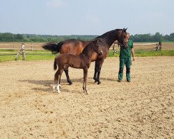 stallion Don Vivaldi (Diego) (Oldenburg, 2021, from Dancier Gold FRH)