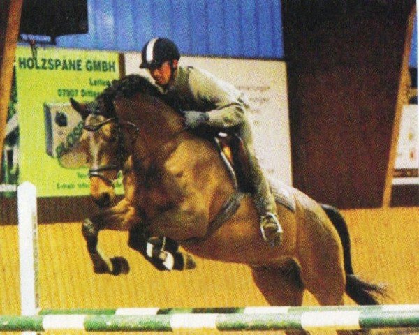 Pferd Carmelito 3 (Sachse, 2000, von Cincinatti)