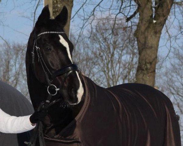 Pferd Black Shadow 21 (Polnisches Warmblut, 2008, von Le Duc 169 G Wl POL)