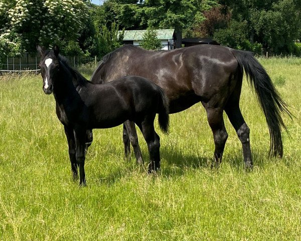 stallion Danny Black (Westphalian, 2021, from Dimaggio Black)