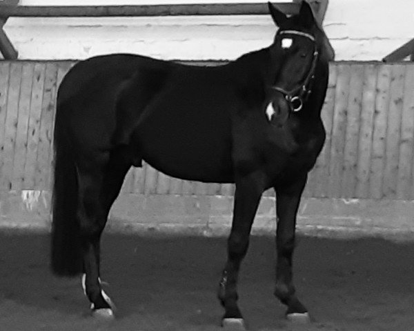 Dressurpferd Buhnykkur (Westfale, 2016, von Bon Coeur)