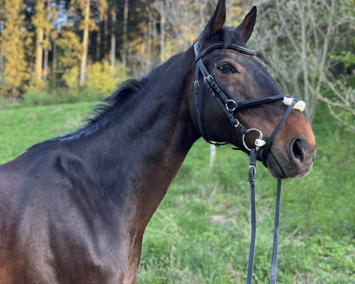 jumper Lamborghini 91 (Hanoverian, 2008, from Lord Pezi)