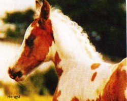 Pferd Painted Blue Fantastic (Deutsches Reitpferd, 2005, von Painted Blue Diamond)