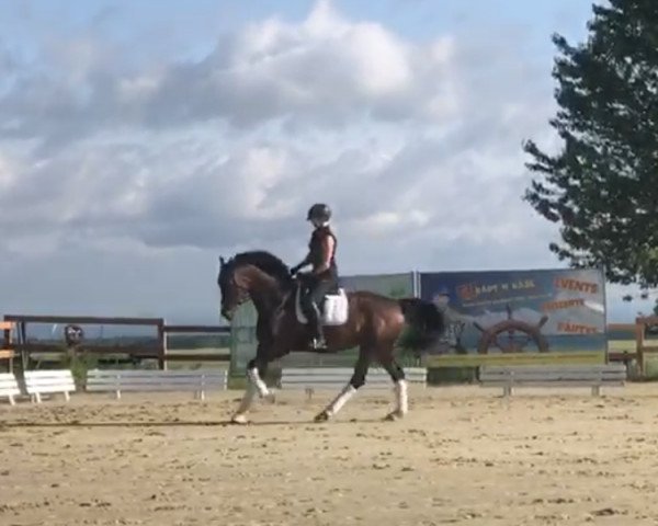 dressage horse Ellie Goulding (Westphalian, 2015, from Elton John Dvb)