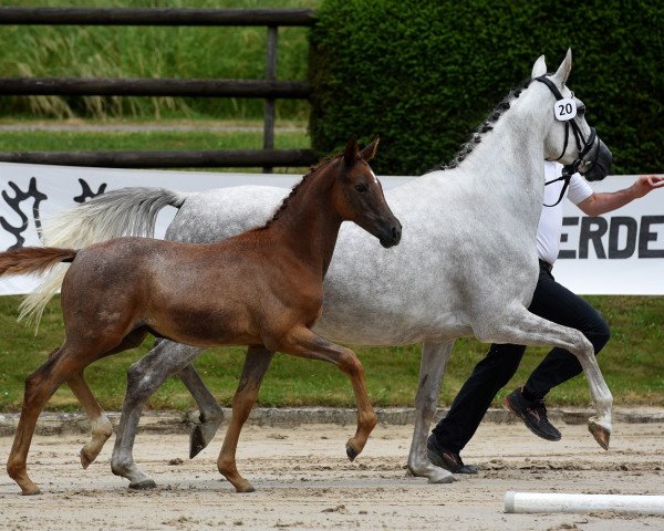 horse Santa Cordialità (Trakehner, 2021, from Freiherr von Stein)