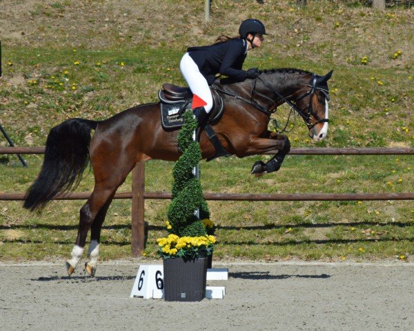 jumper Arnhold (Mecklenburg, 2019)