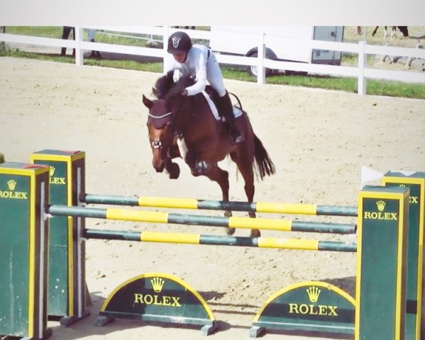 Fattrice Obc Querly Anne (Zangersheide Reitpferd, 2012, di Bolero)