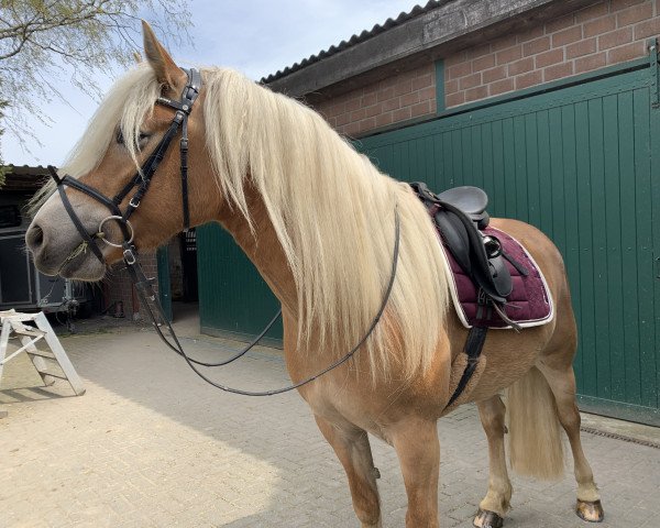 horse Alpia (Haflinger, 2016, from Anthony's Hill)