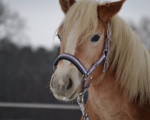 horse Almrose (Haflinger, 2016, from Anthony's Hill)