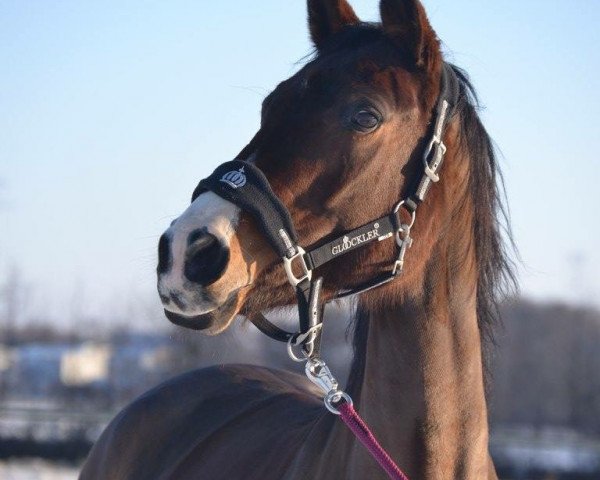 dressage horse Royal Rose 16 (Rhinelander, 2006, from Royal Angel)