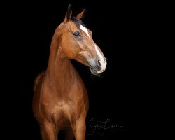 dressage horse Schiller 7 (Holsteiner, 2007)