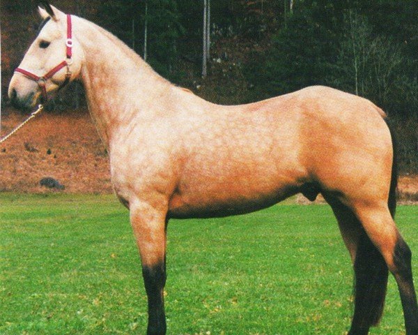 stallion Dun Her Proud (Quarter Horse, 1992, from Dun Commander) stallion Dun Her Proud (Quarter Horse, 1992, from Dun Commander)