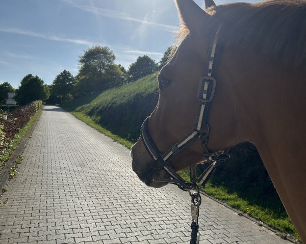 Pferd Campino Royal 9 (Deutsches Reitpony, 2015, von Creme Brulee v.H.)